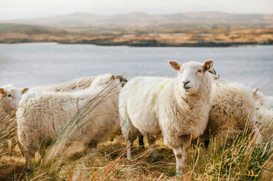 Why Natural Sheepskin is for Every Season