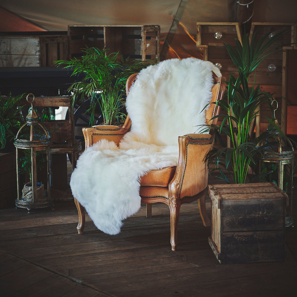 Ivory